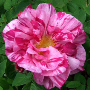 Rosa gallica Versicolor - Old Gallic Rose