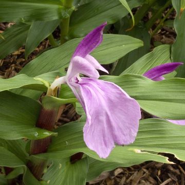 Roscoea purpurea Dalai Lama