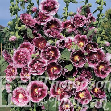 Alcea rosea Crème de cassis - Hollyhock