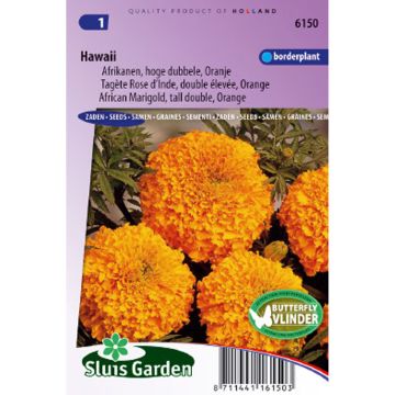 Tagetes erecta Hawaii