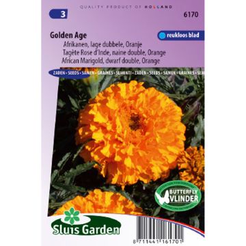 Tagetes erecta nana Golden Age