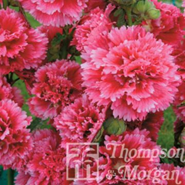 Alcea rosea Fiesta Time Seeds - Hollyhock