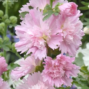 Alcea rosea Spring Celebrities Pink