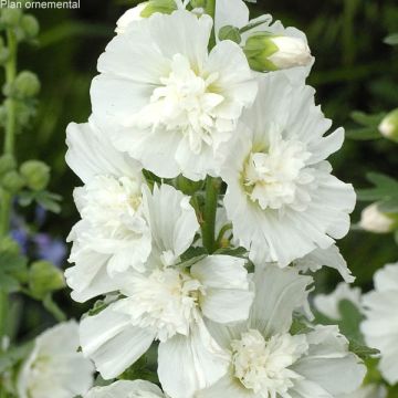 Alcea rosea Spring Celebrities White