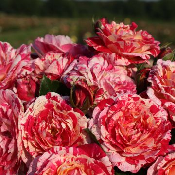 Rosa x floribunda Abracadabra - Floribunda Rose