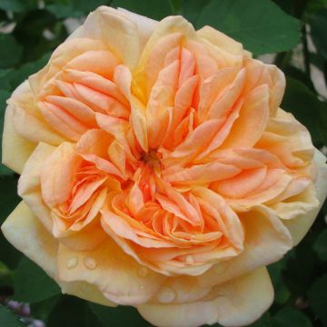 Rosa 'Alchymist'