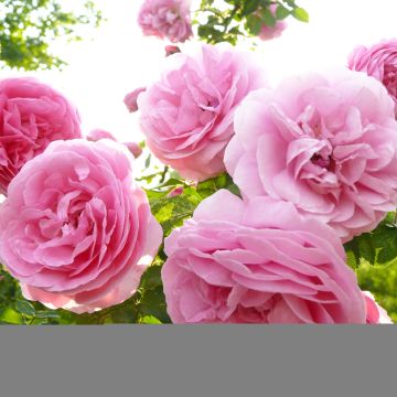 Rosa Louise Odier - Bourbon Rose