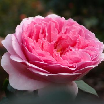 Rosa  Princess Alexandra of Kent - English Shrub Rose