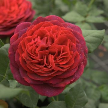 Rosa Astrid Grafin von Hardenberg