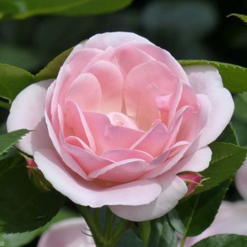 Rosa x floribunda 'Astrid Lindgren' - Floribunda Rose