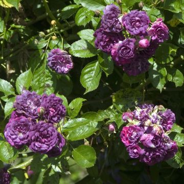 Rosa multiflora Bleu Magenta - Climbing Rose