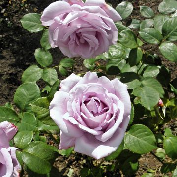 Rosa Blue Girl - Hybrid Tea Rose