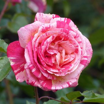 Rosa Broceliande - Hybrid Tea Rose