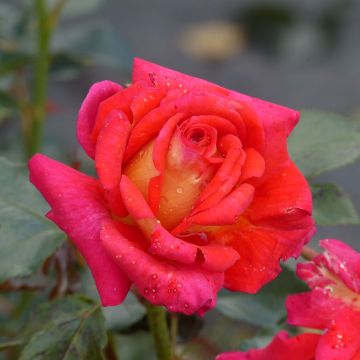 Rosa Parfum de Grasse 