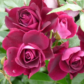 Rosa Burgundy Ice - Floribunda Rose