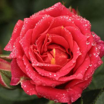 Rosa Chili Clementine - Standard Rose