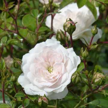 Rosa 'Swany; - Groundcover Rose