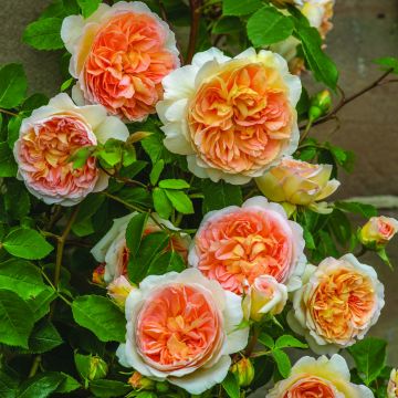 Rosa 'Bathsheba' - Climbing Rose
