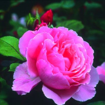 Rosa Brother Cadfael - Shrub Rose