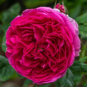 Rosa 'Heathcliff' - English Rose
