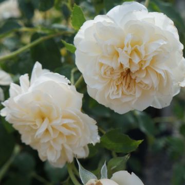 Rosa 'Lichfield Angel' - English Rose