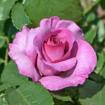 Rosa  Mary Rose - English Shrub Rose