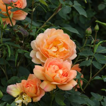 Rosa  Port Sunlight - English Shrub Rose