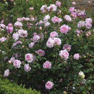 Rosa Scepter'd Isle - English Shrub Rose