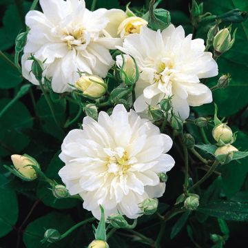 Rosa Snow Goose - Climbing rose