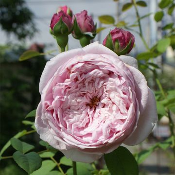 Rosa 'Spirit of Freedom' - Climbing Rose