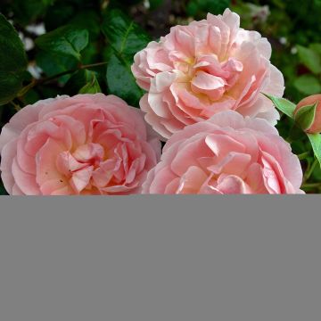 Rosa 'Strawberry Hill' - Climbing Rose