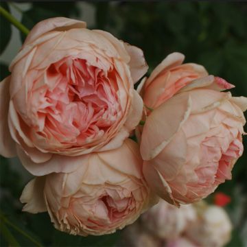 Rosa 'William Morris' - English Rose