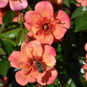 Rosa Baia® (DECOROSIERS® series) - Shrub Rose
