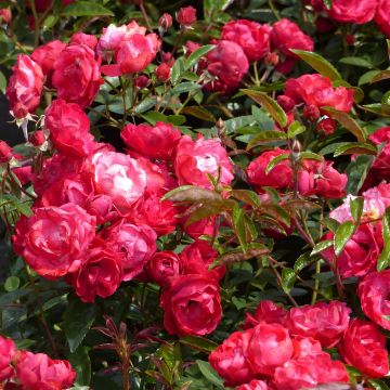 Rosa x polyantha KOSTER 'Fête des Mères' - Miniature Rose 