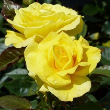 Rosa x floribunda 'Friesia' - Standard Rose - 90/100cm