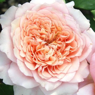 Rosa Generosa - 'Festival des Jardins de Chaumont' - Shrub Rose