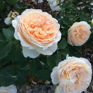 Rosa Generosa - 'Odile Masquelier' - Shrub Rose