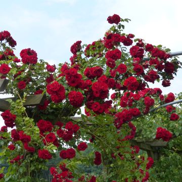 Rosa 'Amadeus' - Climbing Rose