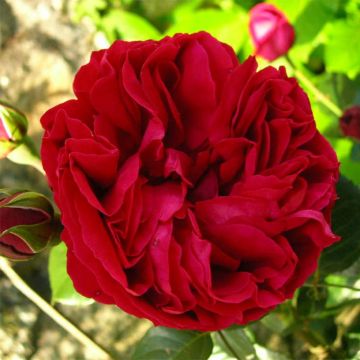 Rosa 'Red Eden Rose' - Climbing Rose