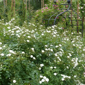 Rosa Guirlande d'Amour - Climbing Rose