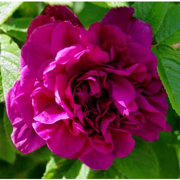 Rosa x rugosa 'Hansa' - Rugosa Rose