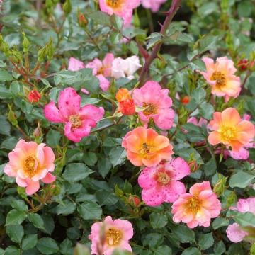 Rosa  Happy Chappy (Interhappy) - Standard Rose