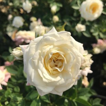 Rosa x polyantha 'Honeymilk' - Standard Rose
