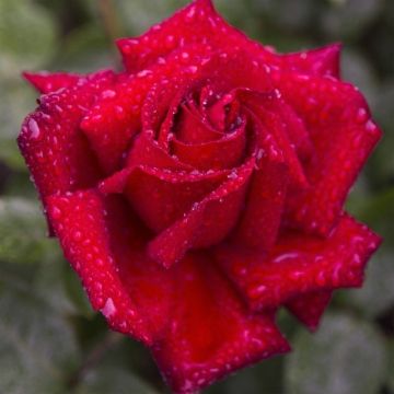 Rosa 'Ingrid Bergman' - Standard Rose