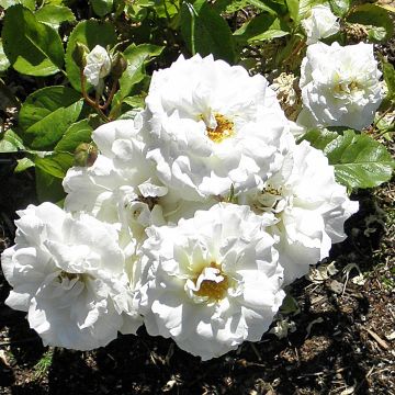 Rosa 'Irene of Denmark' - Polyantha Rose