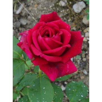 Rosa  Jubilé Papa Meilland 'Meiceazar' - Standard Rose