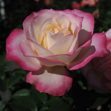 Rosa x floribunda Laminuette