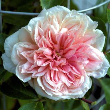 Rosa x wichuraiana 'Paul Noel' - Rambling Rose