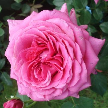 Rosa Generosa - 'Maison Française' - Shrub Rose