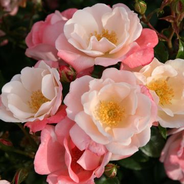 Rosa Nectar Garden Roseromantic